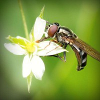 /album/sinipogdemp/photolia-a02-jpg/