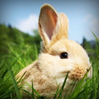 /album/sinipogdemp/photolia-a03-jpg/