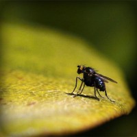 /album/sinipogdemp/photolia-a07-jpg/