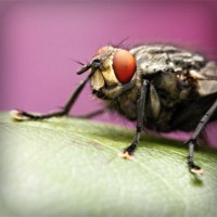 /album/sinipogdemp/photolia-a08-jpg/